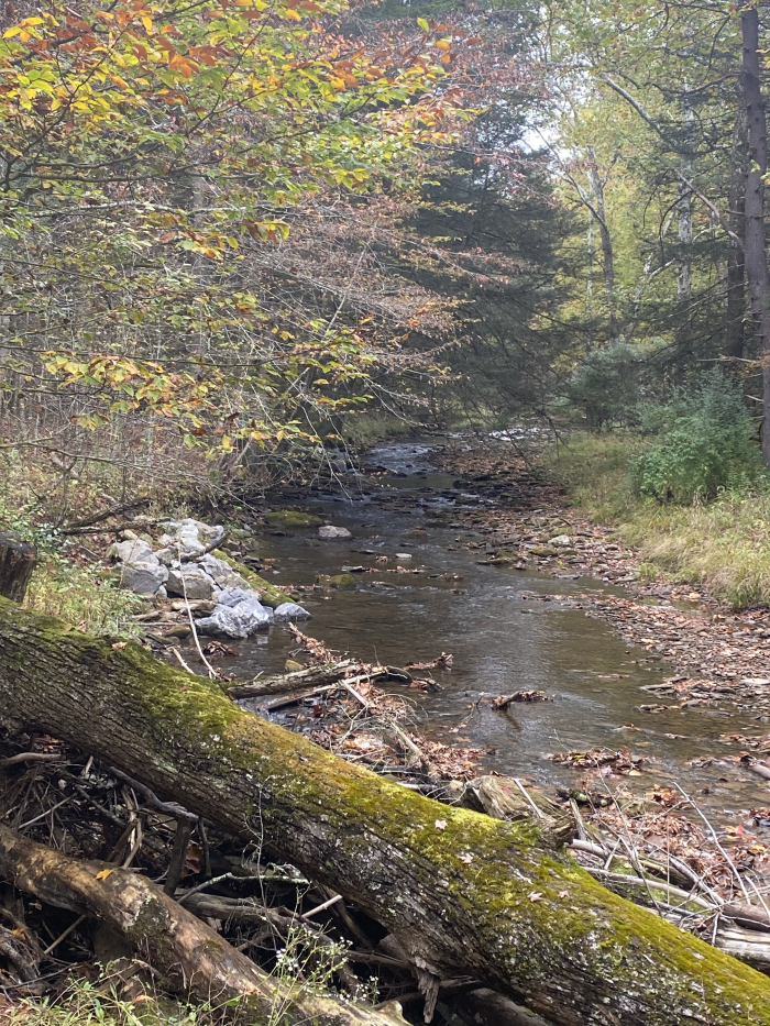 Blue-Line Fly-Fishing Blue-Line Fly-Fishing