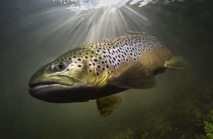 Fly Fish More-Override Aging