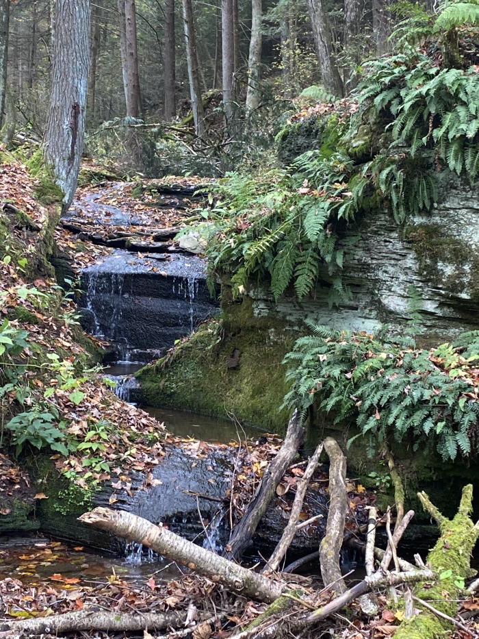 Blue-Line Fly-Fishing Blue-Line Fly-Fishing
