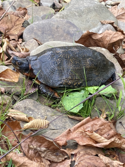 Blue-Line Fly-Fishing Blue-Line Fly-Fishing
